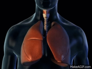 IPL Animated Gif Feature Image